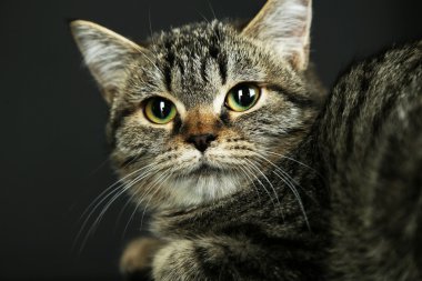 siyah üzerine izole kedi