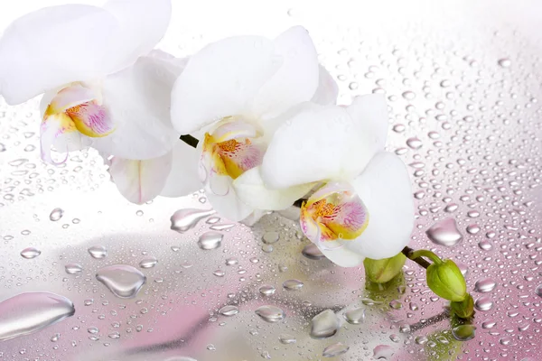 Orquídea bonita branca com gotas no fundo rosa — Fotografia de Stock