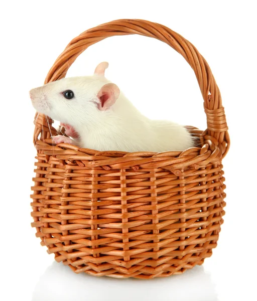 Funny little rat in basket — Stock Photo, Image