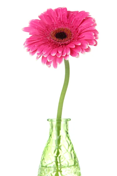 Hermosa flor rosa gerbera en jarrón aislado en blanco — Foto de Stock