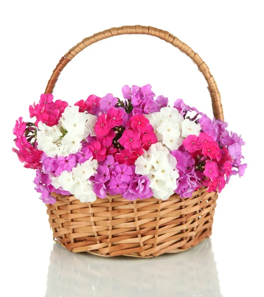 Beautiful bouquet of phlox in wicker basket isolated on white — Stock Photo, Image