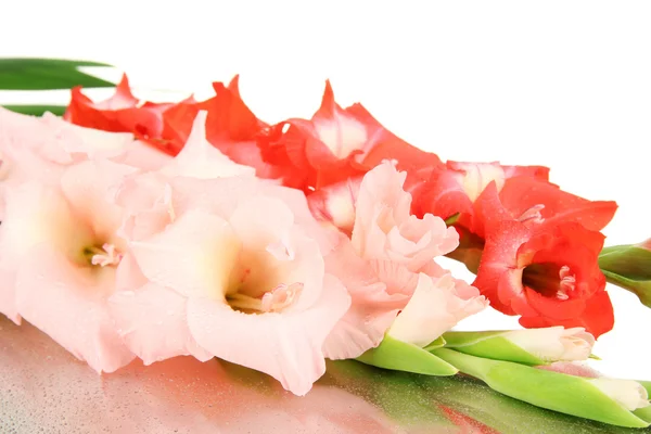 Bela flor gladiolus de perto — Fotografia de Stock