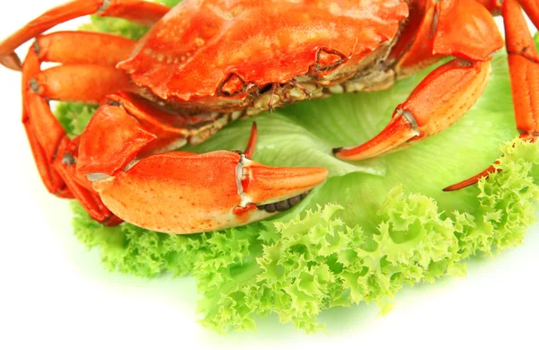 Boiled crab isolated on white — Stock Photo, Image