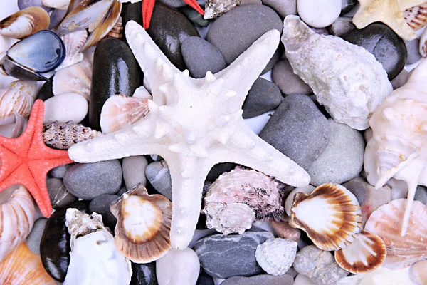 Close up of sea stones and shells — Stock Photo, Image