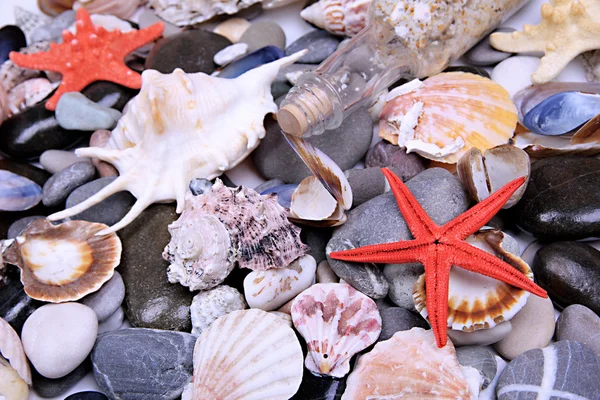 Close up de pedras marinhas e conchas — Fotografia de Stock