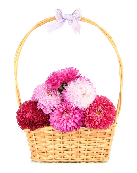 Bright aster flowers in basket, isolated on white — Stock Photo, Image