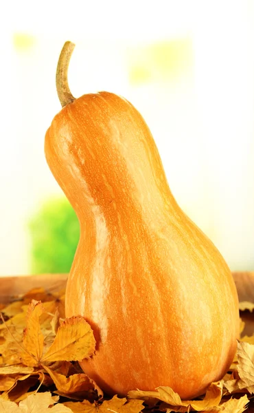 Calabaza madura sobre hojas amarillas de otoño sobre fondo natural —  Fotos de Stock