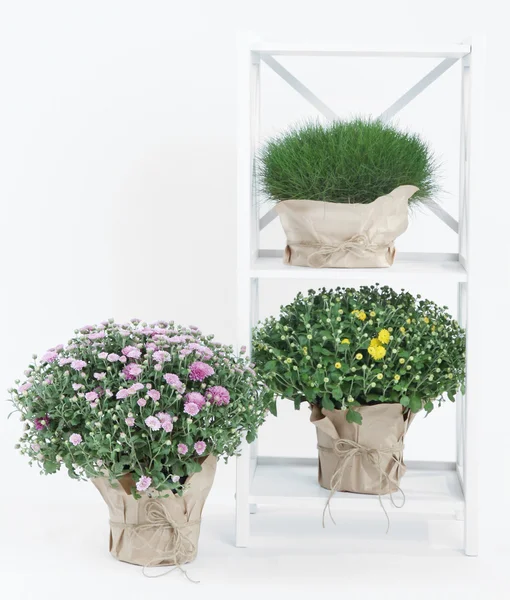 Chrysant struiken en gras in potten op stand geïsoleerd op wit — Stockfoto