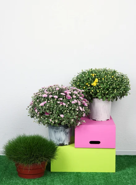 Flores en macetas con cajas sobre hierba sobre fondo gris —  Fotos de Stock