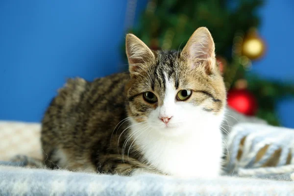 Kočka na pléd na vánoční stromeček pozadí — Stock fotografie