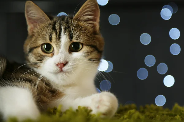 Katze auf Weihnachtsgirlanden Hintergrund — Stockfoto