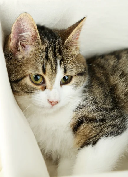 Cat on basket close-up — Stock Photo, Image