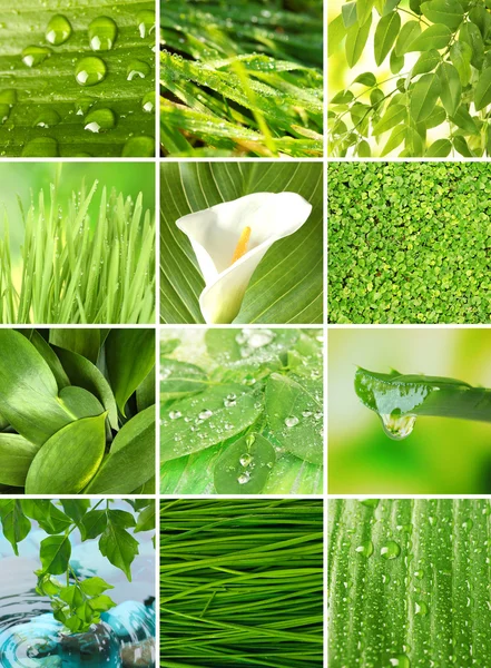 Collage of green grass and leaves. — Stock Photo, Image