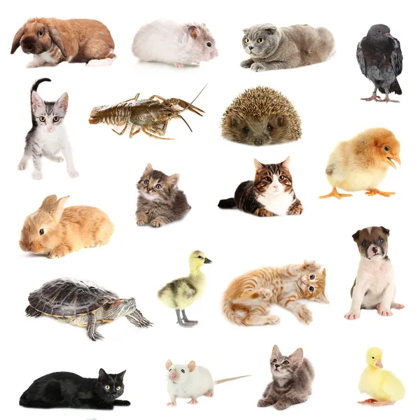Koláž různých roztomilých zvířat — Stock fotografie