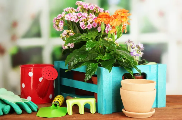 Beautiful flower in pot on wooden table on window background — Stock Photo, Image