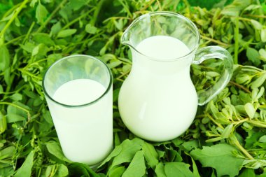 sürahi ve bardak süt çimenlerin üzerinde