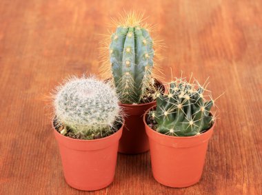 kaktüsler ahşap zemin üzerinde toplanması