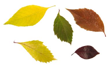 güzel sonbahar yaprakları üzerinde beyaz izole