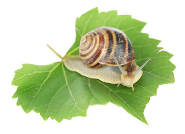 Snail on leaf isolated on white — Stock Photo, Image