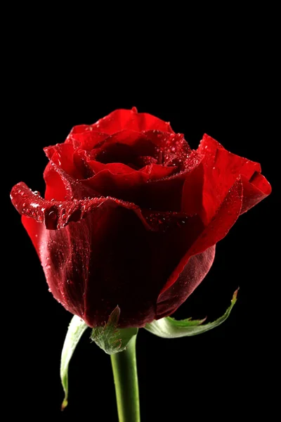 Hermosa rosa y tela de color, aislado en negro — Foto de Stock