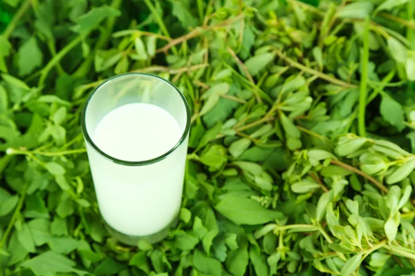 Glas melk op gras — Stockfoto