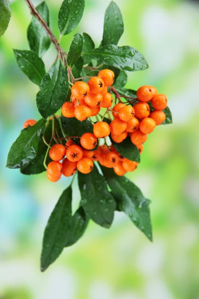 Pyracantha Espino fuego bayas de naranja con hojas verdes, sobre fondo brillante — Foto de Stock