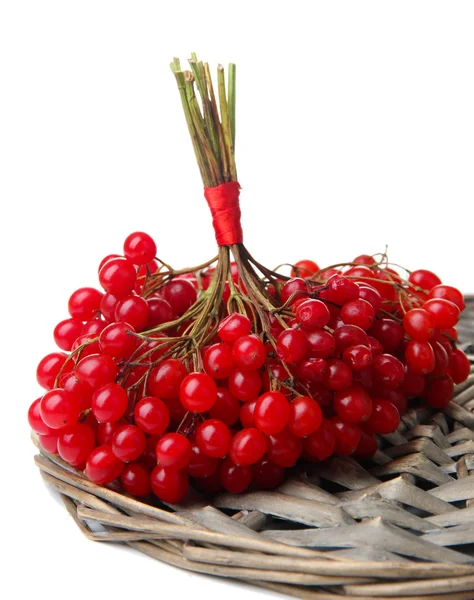 琼花在白色孤立的红色浆果 — 图库照片