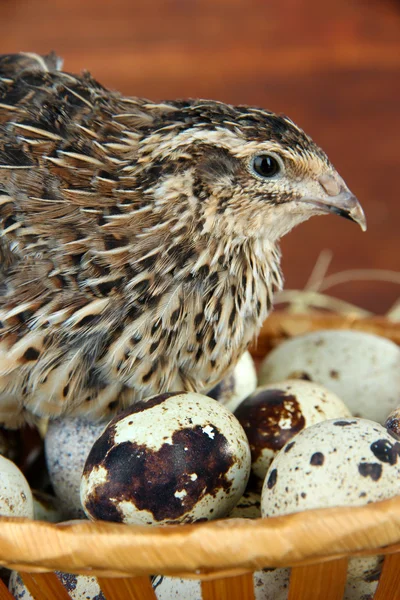 Young quail with eggs on straw on wooden background — Stock Photo, Image