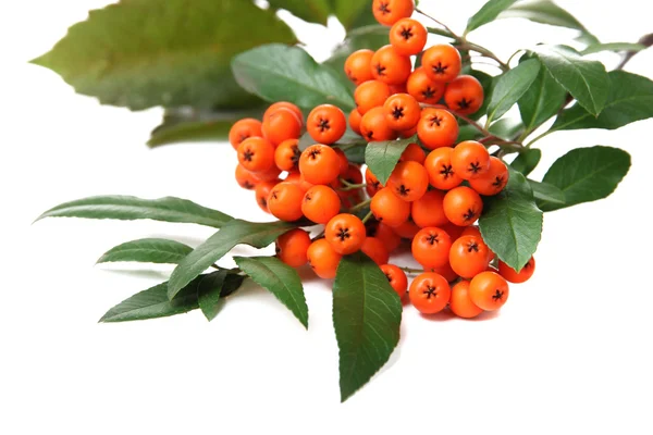 Pyracantha Feuerdorn orange Beeren mit grünen Blättern, isoliert auf weiß — Stockfoto