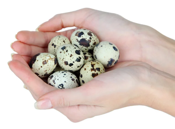 Quail eggs in hands isolated on white — Stock Photo, Image