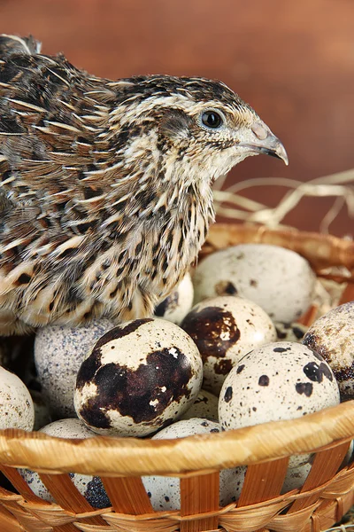 Junge Wachteln mit Eiern auf Stroh auf hölzernem Hintergrund — Stockfoto