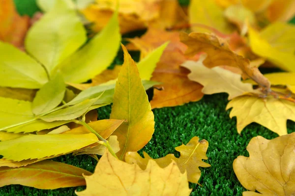 Feuilles d'automne lumineuses sur gazon gros plan — Photo