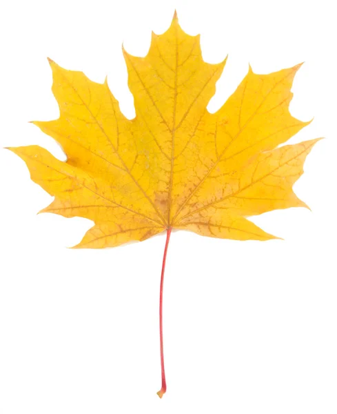 Yellow maple leaf isolated on white — Stock Photo, Image