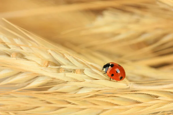 Beautiful ladybird on wheat ear, close up — Stock Photo, Image