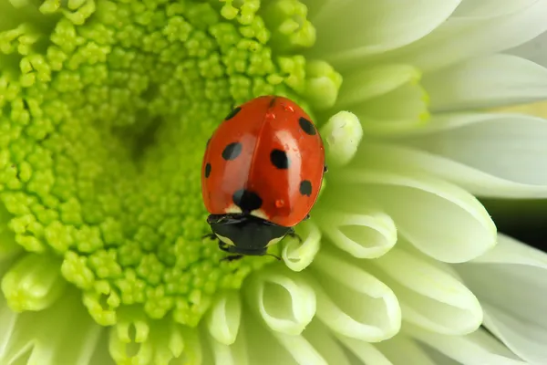 Bella coccinella sul fiore, da vicino — Foto Stock