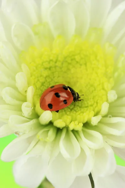 Bella coccinella sul fiore, da vicino — Foto Stock