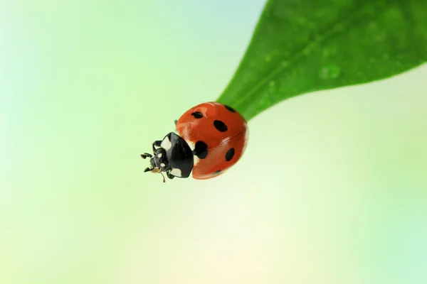 Bela joaninha na folha verde — Fotografia de Stock