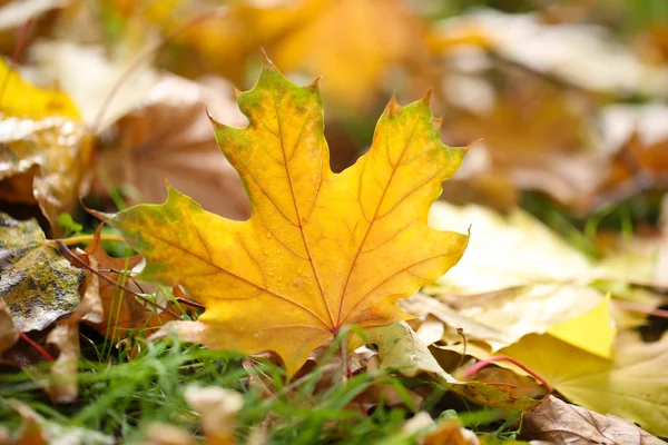 Maple leaves in park, close-up — Stock Photo, Image