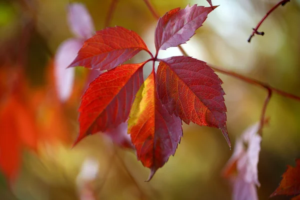 Red leaves on bright background — Stock Photo, Image