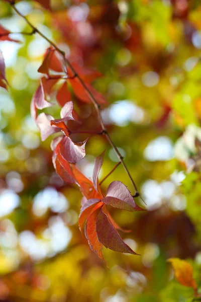 Красные листья на ярком фоне — стоковое фото