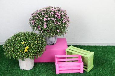 Tencere kutuları gri arka plan üzerinde çim üzerinde çiçekler