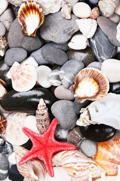 Close-up van zee stenen en schelpen — Stockfoto