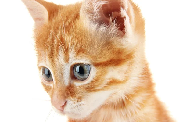 Lindo gatito rojo aislado en blanco — Foto de Stock