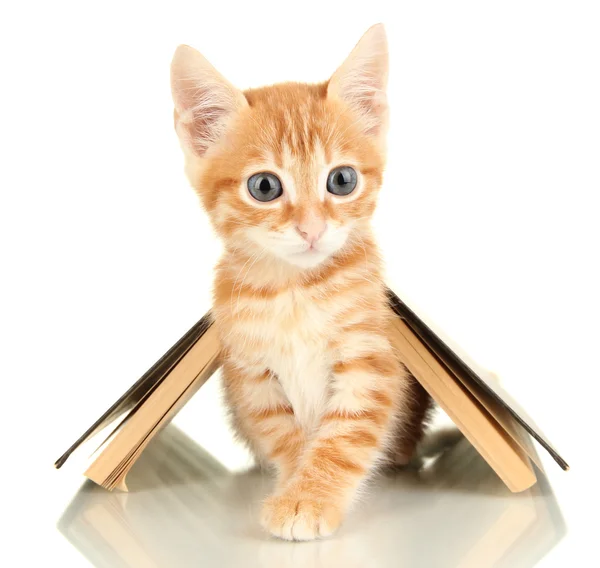 귀여운 작은 빨간 고양이 책 흰색 절연 — 스톡 사진
