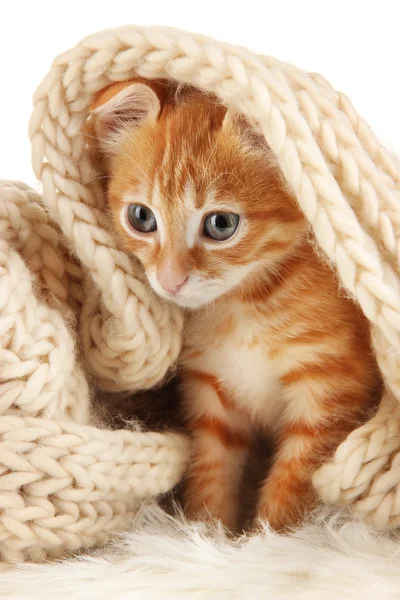 Niedliche kleine rote Kätzchen in Schal isoliert auf weiß — Stockfoto