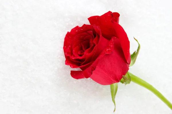 Red rose on snow background — Stock Photo, Image