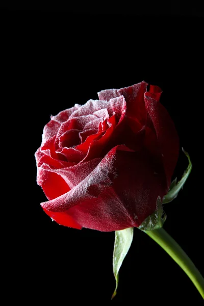 Red rose in ice, isolated on black — Stock Photo, Image