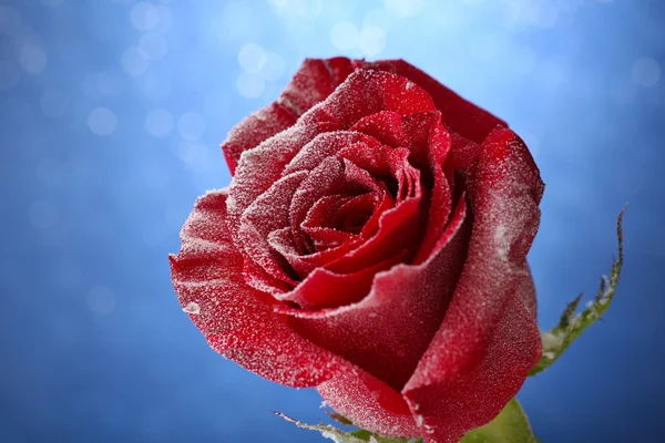 Rosa roja en la nieve sobre fondo azul — Foto de Stock