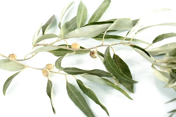 Olive branch isolated on white — Stock Photo, Image