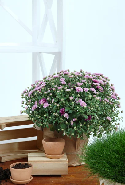 菊花布什和草在白色背景上的木桌上的花盆里 — 图库照片